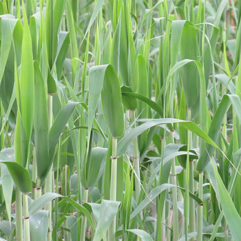 农家野生新鲜芦苇叶粽子叶柴叶现摘端午节包粽子叶片