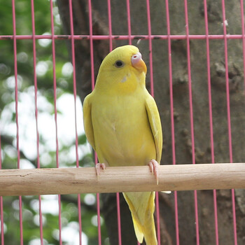 虎皮鹦鹉活体小宠物说话鸟活体 特惠:黄皮 白皮 共2只(一公一母)