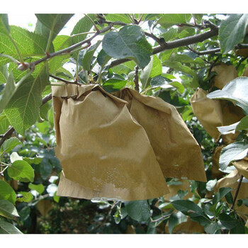 梨套袋苹果套袋育果袋纸袋水果套袋梨子套袋v口双层桃子套袋 150x180v