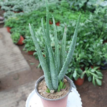 芦荟植物 盆栽美国库拉索 芦荟 不夜城 芦荟苗 芦荟 芦荟盆栽植物不含盆 库拉索2年苗