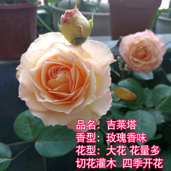 欧月灌木月季玫瑰花苗康斯坦茨灌木切花四季浓香花苗庭院阳台花卉