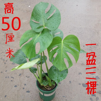 龟背竹 花卉/绿植盆栽绿植室内盆栽竹子 40-50厘米中盆 不含盆