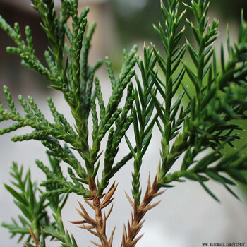 绿化苗木龙柏苗龙柏球小苗树苗四季常青植物庭院植物 30-50厘米高