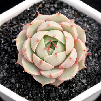 永盛园艺|精选多肉盆栽 萌肉肉植物 组合花卉 精品史密斯 苯巴杂