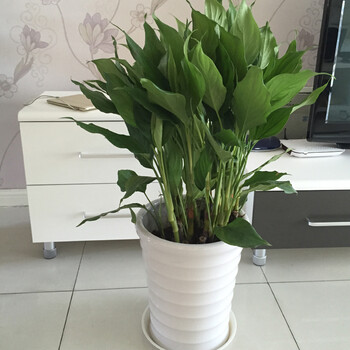 绿范绿萝盆栽万年青室内富贵竹笼绿植红掌火鹤花卉巴西木植物幸福树金钱树盆栽客厅办公室除甲醛盆景龙血树万年青白色高档瓷盆90cm 图片价格品牌报价 京东