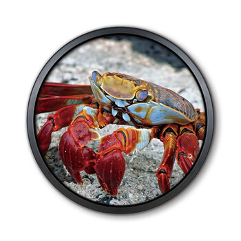 创意小龙虾装饰画餐馆饭店壁画大排档烧烤摊挂画螃蟹大闸蟹圆形画 x0