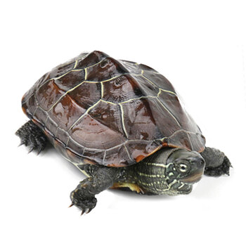 活体乌龟中华草龟宠物龟招财龟观赏小龟外塘养殖小龟苗 草龟6-7cm 1只