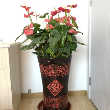 绿范绿萝盆栽万年青室内富贵竹笼绿植红掌火鹤花卉巴西木植物幸福树金钱树盆栽客厅办公室除甲醛盆景龙血树红掌盆栽 黑色高档盆 1 1 2米 图片价格品牌报价 京东