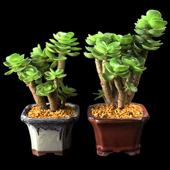 小鲜肉 金钱木多头老桩多肉植物含盆含土花卉绿植组合盆栽办公室桌面绿植多肉1盆含陶瓷花盆 图片价格品牌报价 京东