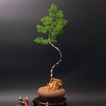 蓬莱松单叉造型随机(放心拍) 含盆