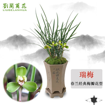 刘阁兰花春兰经典梅瓣瑞梅冬带浓香花苞出售室内花卉兰花苗兰草盆栽3苗连体裸根 图片价格品牌报价 京东