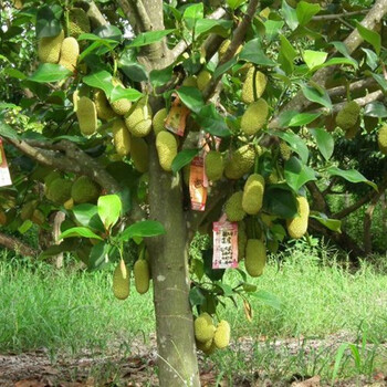 果树苗泰国榴莲苗树苗嫁接金枕头南方北方种植盆栽苗当年结果 青尼 5
