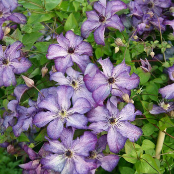 预售】铁线莲盆栽苗 花园丰花系列 花园庭院观花爬藤植物 超级新星 p7