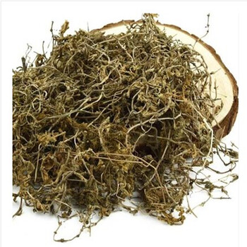 萌肉居 中药材 野生垂盘草 老鼠芽 白蜈蚣 狗牙齿 垂盆草 新鲜植物