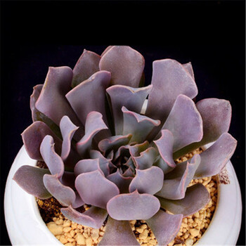 多肉植物利比里亚盆栽绿植多肉盆栽