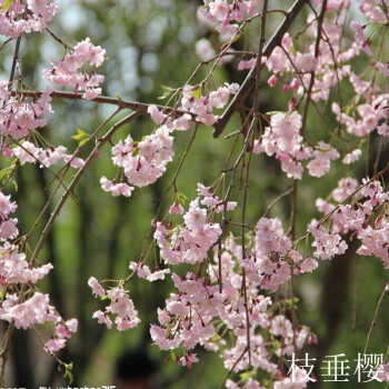 樱花苗 南方 北方 庭院种植 盆栽 地栽 樱花树苗