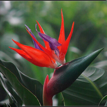 天堂鸟苗天堂鸟 盆栽花卉绿植 红花鹤望兰 15--20厘米高度