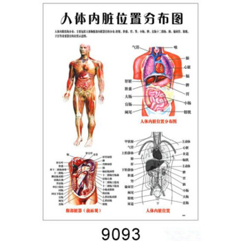 凤雏家居 人体结构内脏器官功能骨骼血管心脏肝肺呼吸消化系统构造解剖挂图人体内脏分布4图版 图片价格品牌报价 京东