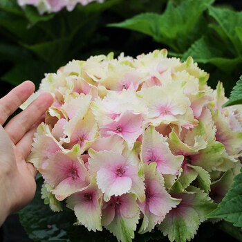 恬欣【团购】大花绣球水晶绒球 1加仑盆栽苗家庭阳台庭院花园花卉植物