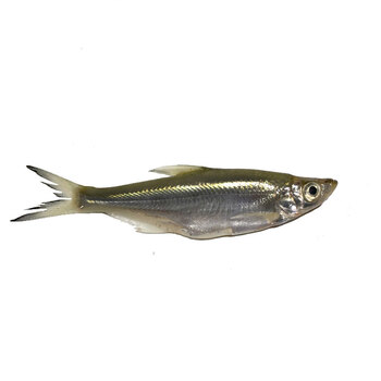 水库野生鱼小白条鱼 2kg