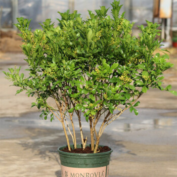 春瑞米蘭花盆栽苗植物室內香味四季開花不斷很香的花卉好養米蘭苗 5年