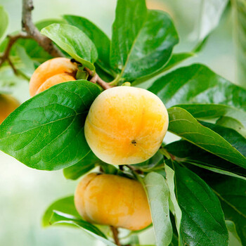 嫁接柿子树苗 庭院种植果树苗 南方北方种植 当年结果植物 奶油柿 七