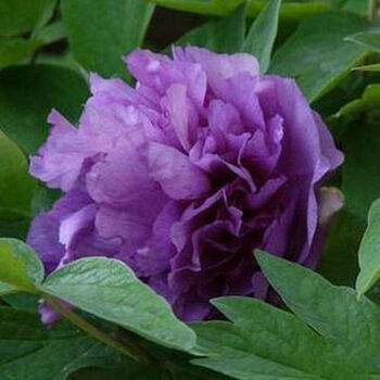 多分枝七年大苗精品牡丹苗室内花卉绿植盆栽牡丹花苗当年开 紫重楼