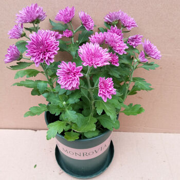 盆栽 菊花苗 带花庭院阳台绿植室内外植物九月菊大苗四季开花千头菊