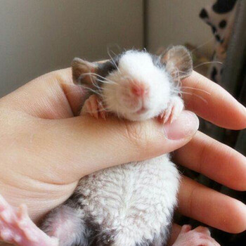 鼠活体幼崽家养温顺高智商小型宠物鼠活物可爱人 随机色哈士奇