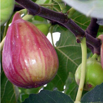 无花果苗 嫁接果树苗木 盆栽地栽果树苗木全国适宜当年结果 4 红甜心