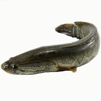 黑鱼 新鲜乌鱼 鲜活现杀财鱼 洪泽湖野生黑鱼 蛇头鱼 乌棒 活体新鲜