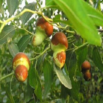 庭院盆栽植物果樹苗棗樹苗 盆栽棗樹 沾化冬棗樹苗 雪紅棗 嫁接果樹