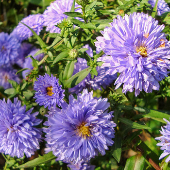 虹越 新品宿根翠芦莉 紫娇花 欧石竹 荷兰菊 鼠尾草新手易种喜阳耐热荷兰菊 玛丽 巴拉德 小2加仑 图片价格品牌报价 京东