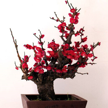 红梅花盆景树桩实物腊梅红梅树苗白梅骨里红乌梅绿梅朱砂梅室内绿植