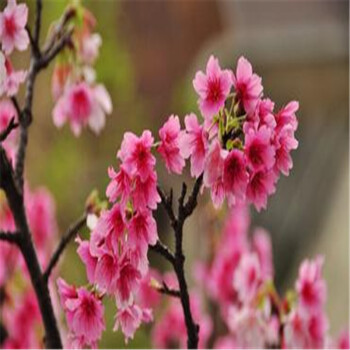 樱花树苗 嫁接日本樱花 日本晚樱 早樱 樱花苗 