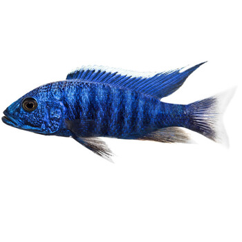 旺林宠物 三湖慈鲷活体 马鲷科岩栖像海水鱼热带鱼活体小型淡水观赏鱼