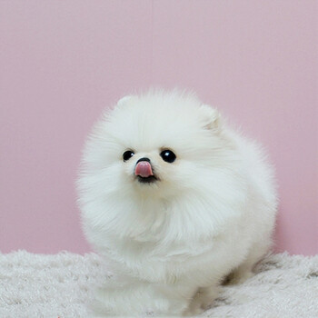 精品博美幼犬活体 茶杯犬茶杯体小型犬活体 纯种家养宠物狗狗 公母均