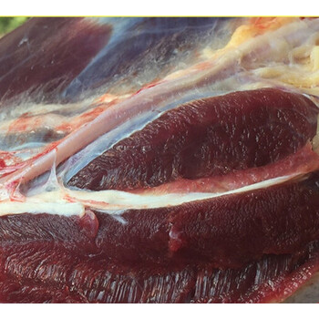 散养新鲜现杀带皮不带皮马肉生马肉2500g 四斤带皮排骨