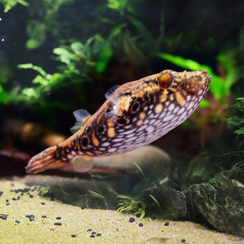 鱼官儿 狗头鱼淡水河豚鱼斑马狗头观赏鱼水族活体宠物鱼生气鱼 麒麟