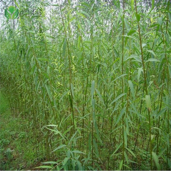 柳树苗 垂柳树苗小苗 青皮垂柳小苗 黄皮垂柳小苗 金丝垂柳小苗金丝柳