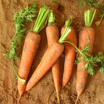 百草园 新鲜胡萝卜农家 红胡萝卜榨汁嫩蔬菜 非转基因无添加 应季现挖