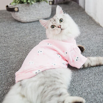 猫咪衣服小猫猫幼猫英短蓝猫加菲无毛猫宠物网红猫穿的秋冬装卫衣 粉