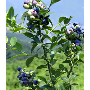 蓝莓苗 蓝莓树 室内盆栽苗四季南方北方地种植 红果/4年苗 50cm(含)