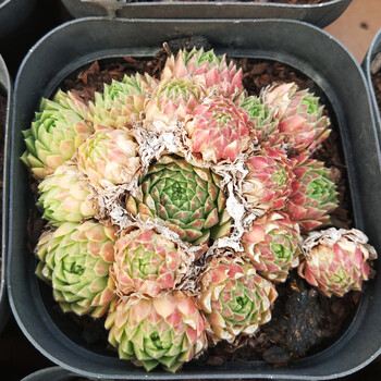 新款 多肉植物 群生老桩 实物拍摄 多肉绿植花卉批发 皮克尼斯