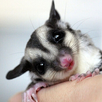 宠物蜜袋鼯活体宝宝可爱迷你小宠蜜袋鼠 一只公