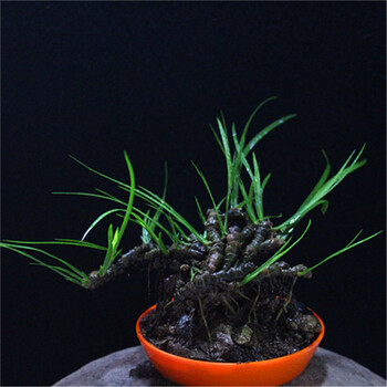 附石菖蒲龙根虎须水培绿植菖蒲草小盆景室内花卉盆栽迷你盆景茶几 盆栽龙根4 带盆栽好 图片价格品牌报价 京东