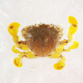 黎明蟹翻沙蟹活体小螃蟹海水观赏宠物海缸翻砂利器快递包活黎明蟹翻沙