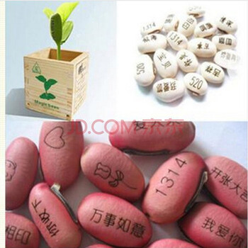 苏购魔豆种子新奇植物桌面盆栽魔豆种子能长字的植物白魔豆种子一粒 图片价格品牌报价 京东