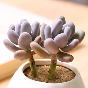 桃美人多肉植物室内绿植花卉盆景小肉肉植物 双头老桩(不含盆和土) 不
