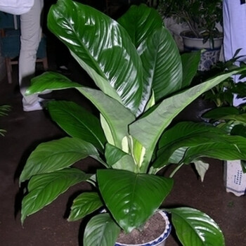 大型观叶植物水培万年青盆栽室内四季常青 绿巨人80-90厘米 不含盆